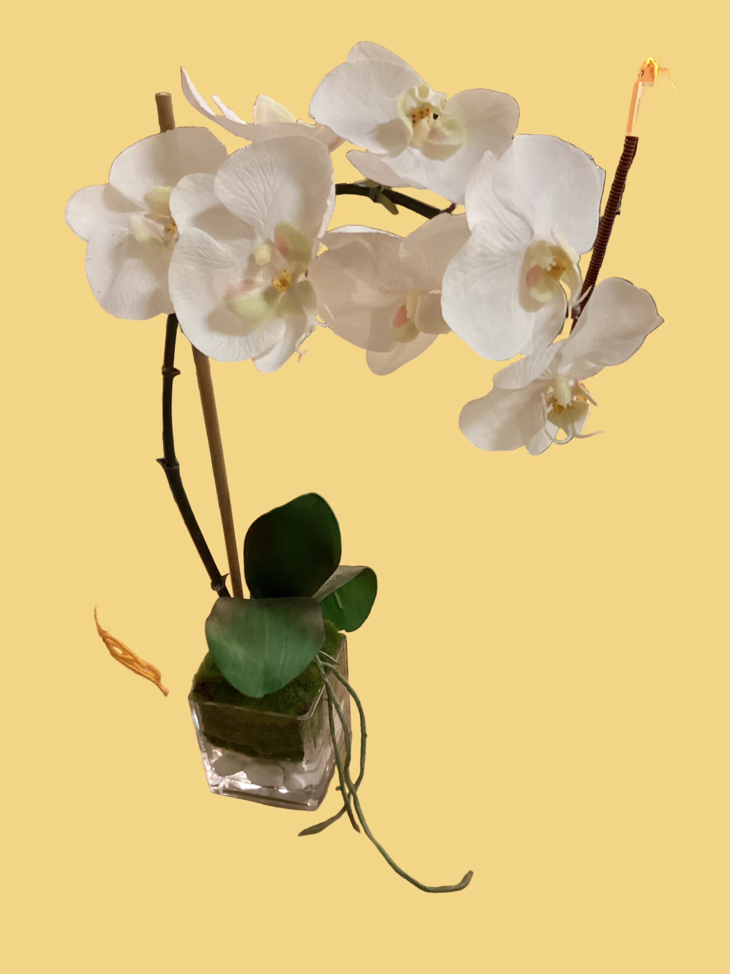 Small Orchid
