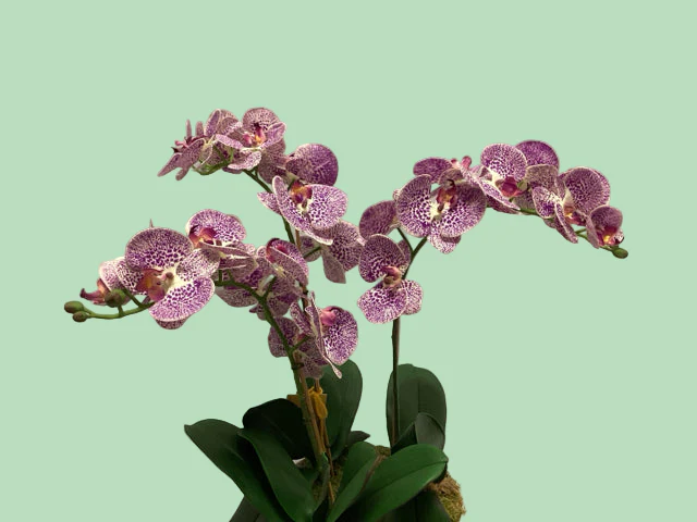 Triple Purple Orchid - Image 2